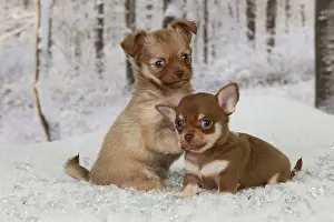 Babys: DOG - Chihuahua puppies sitting in snow (6 weeks)