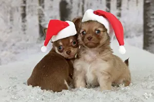 Seaons: DOG - Chihuahua puppies sitting in snow (6 weeks)