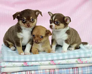 Cloths: DOG. Chihuahua puppies sitting on stack of cloths