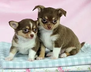 Cloths: DOG. Chihuahua puppies sitting on stack of cloths