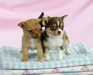 Cloths: DOG. Chihuahua puppies standing on stack of cloths