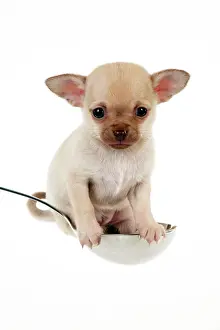 Babys: DOG - Chihuahua puppy