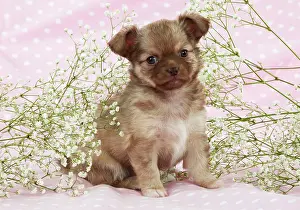 Babys: DOG - Chihuahua puppy