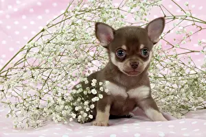 Babys: DOG - Chihuahua puppy