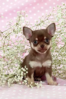Babys: DOG - Chihuahua puppy