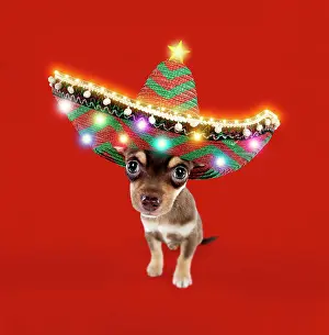 Sombrero: DOG - Chihuahua puppy