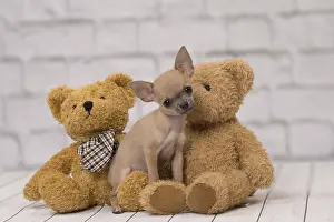 Teddies: Dog Chihuahua puppy