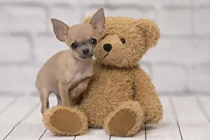 Teddies: Dog Chihuahua puppy