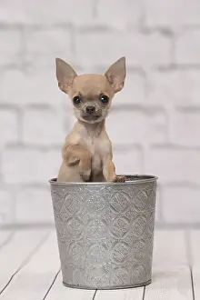 Buckets: Dog Chihuahua puppy
