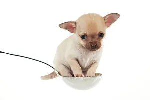 Quirky: DOG - Chihuahua puppy