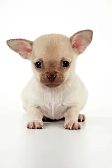 Babys: DOG - Chihuahua puppy (6 weeks)