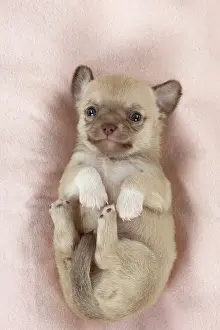Cute Puppies By John Daniels: DOG - Chihuahua puppy curled up on its back