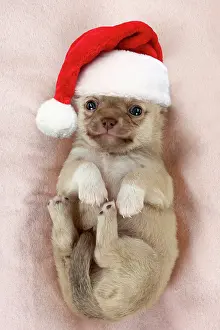 Innocent: DOG - Chihuahua puppy curled up on its back wearing