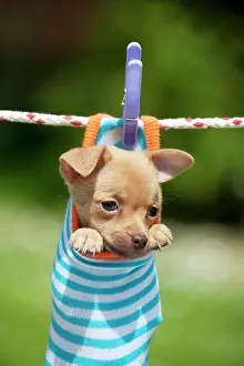 Sock: DOG - Chihuahua puppy hanging in sock (4 weeks)