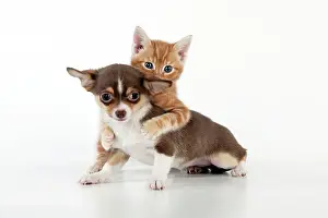 Smooth: DOG - Chihuahua puppy and kitten playing together