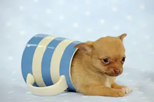 Jugs: DOG. Chihuahua puppy lying in jug