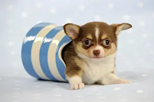 Jugs: DOG. Chihuahua puppy lying in jug
