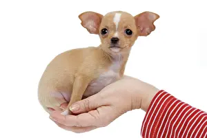 Owners: Dog - Chihuahua puppy - in owners hand