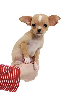 Owners: Dog - Chihuahua puppy - in owners hand