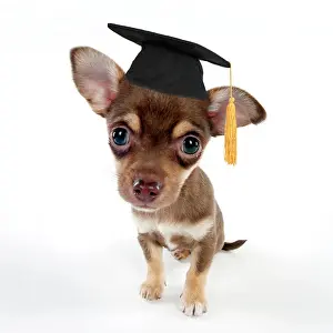 Mortarboard: DOG - Chihuahua puppy sitting