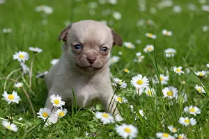 Cute Puppies By John Daniels: DOG - Chihuahua puppy sitting in daisies