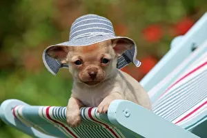 Chairs: DOG