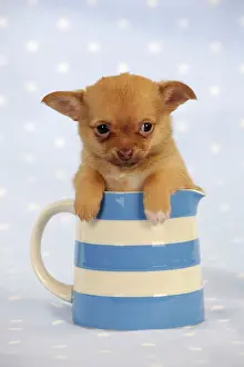 Jugs: DOG. Chihuahua puppy sitting in jug