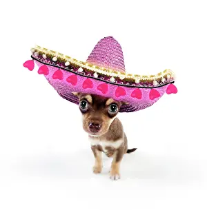 Sombrero: DOG - Chihuahua puppy sitting in pink Sombrero hat
