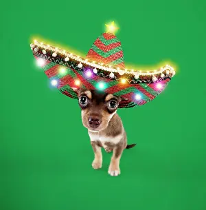 Sombrero: DOG - Chihuahua puppy sitting in Sombrero