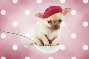 Nervous: Dog Chihuahua puppy sitting in a spoon (6 weeks)