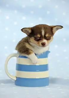 Jugs: DOG. Chihuahua puppy sleeping in jug