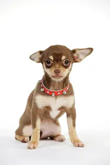Studded: DOG. Chihuahua puppy wearing studded collar