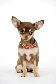 Studded: DOG. Chihuahua puppy wearing studded collar