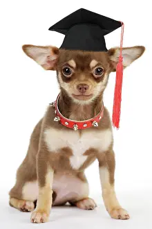 Studded: DOG. Chihuahua puppy wearing studded collar