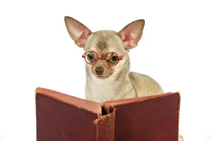 Reading: DOG. Chihuahua reading a book wearing glasses
