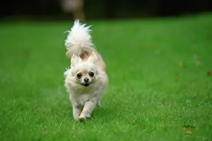 281020: DOG, Chihuahua, running in a garden