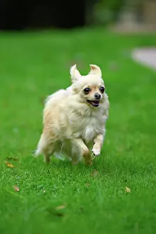 281020: DOG, Chihuahua, running in a garden