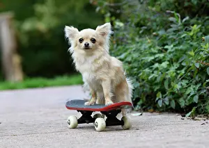 Scateboard: DOG, Chihuahua, on a scateboard in a graden