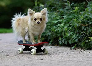 Everyday: DOG, Chihuahua, on a scateboard in a graden