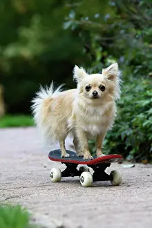 Everyday: DOG, Chihuahua, on a scateboard in a graden