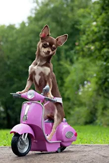 Scooters: DOG - Chihuahua on scooter