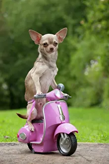 Scooters: DOG - Chihuahua on scooter