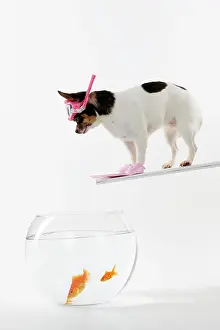 Gear: DOG. Chihuahua in scuba gear over goldfish bowl