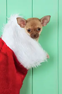 Stocking: DOG - Chihuahua sitting in christmas stocking