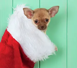 Stocking: DOG - Chihuahua sitting in christmas stocking