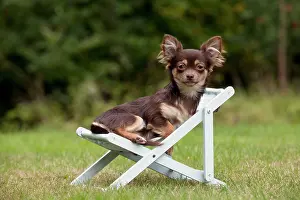 Deckchairs: DOG - Chihuahua sitting on deck chair