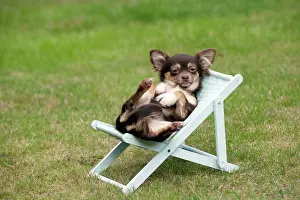 Deckchairs: DOG - Chihuahua sitting on deck chair
