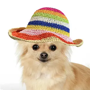 Smiling: DOG, Chihuahua, , sitting, face, expressions, studio, whi