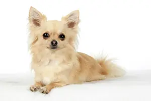 281020: DOG, Chihuahua, , sitting, face, expressions