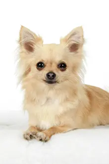 281020: DOG, Chihuahua, , sitting, face, expressions
